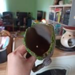 Baby Groot Flowerpot photo review