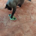 Windmill Cat Toy photo review
