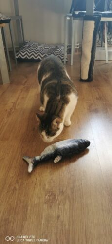Cat Kicker Fish Toy photo review