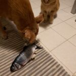 Cat Kicker Fish Toy photo review