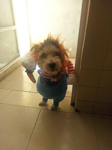 Chucky Dog Costume photo review