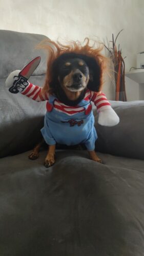 Chucky Dog Costume photo review
