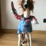 Chucky Dog Costume photo review