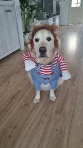 Chucky Dog Costume photo review