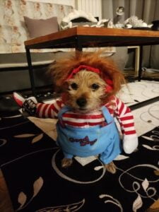 Chucky Dog Costume photo review