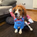 Chucky Dog Costume photo review