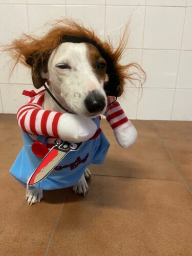Chucky Dog Costume photo review