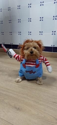 Chucky Dog Costume photo review