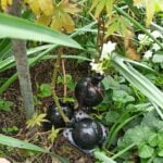 Plant Root Growing Box 10pcs photo review