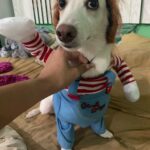 Chucky Dog Costume photo review