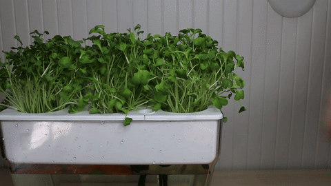 Aquaponics Kit | Back to the Roots 7